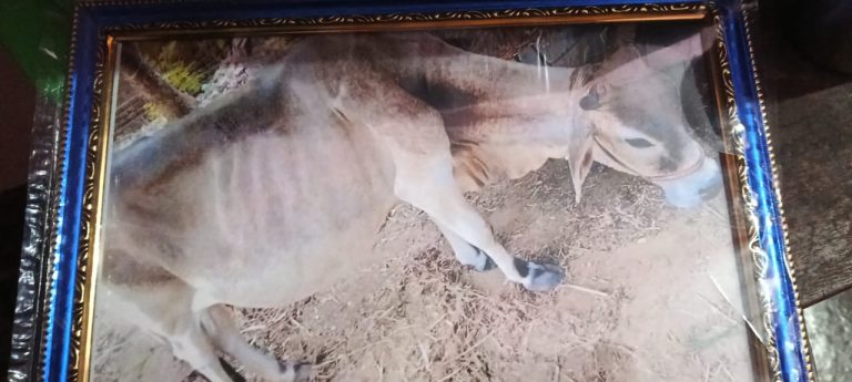 ଗୋ ସେବାର ସ୍ୱତନ୍ତ୍ର ଉଦାହରଣ ସୃଷ୍ଟି କଲେ ଯୁବ ଇଞ୍ଜିନିୟର ମନମୋହନ